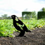Aberto Design Bird 03 - Objeto Decorativo de Metal Negro